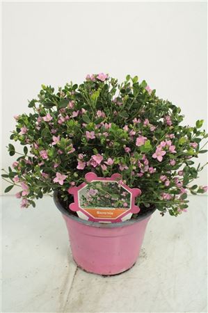 Boronia Crenulata Bush