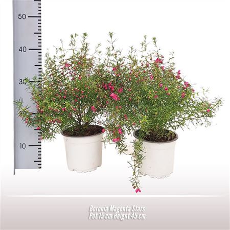 Boronia Magenta Stars