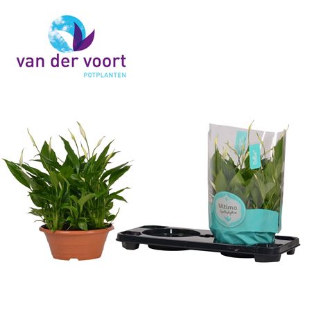 Spath Bellini In Bowl Ultimo 15+