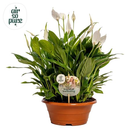 Spath Bellini In Bowl 15+ (air So Pure)