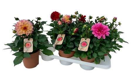 Dahlia Mix