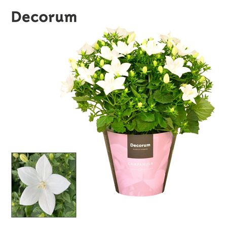 Campanula Iso Atlanta (decorum)