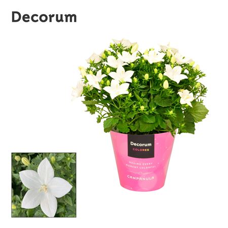 Campanula Iso Atlanta Tender (decorum)