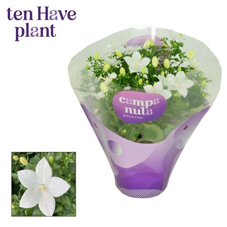 Campanula Iso Atlanta In Sleeve