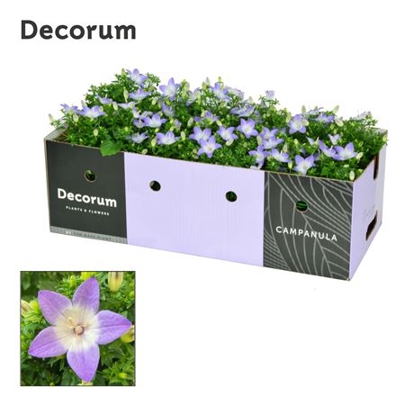 Campanula Iso Berlin Bicolor Showbox (decorum)