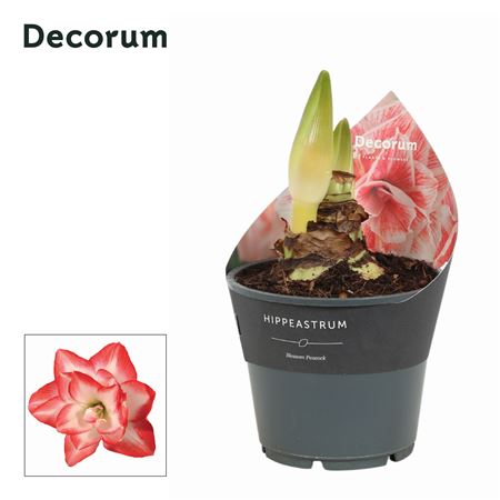 Hipp Blossom Peacock 2pp (decorum)
