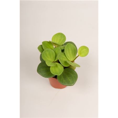 Peperomia Hope