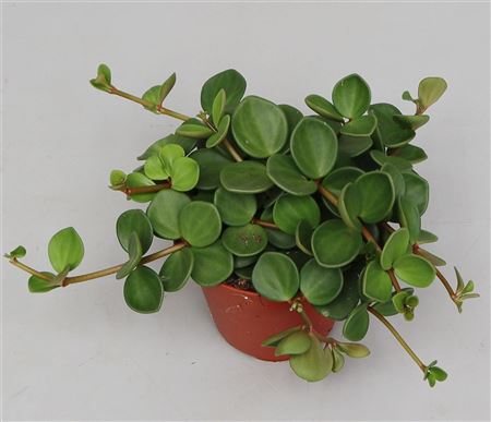 Peperomia Hope