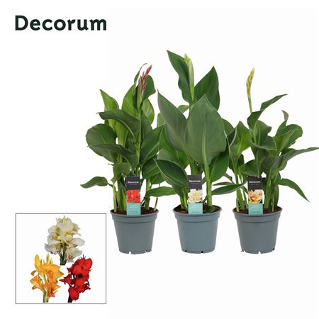 Canna Mix (decorum)