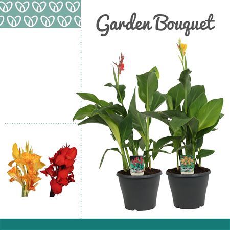 Canna Mix