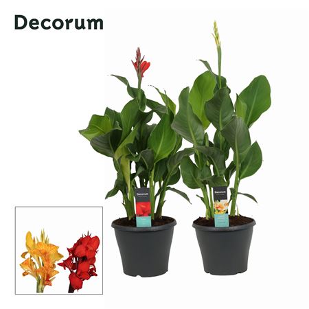 Canna Mix (decorum)