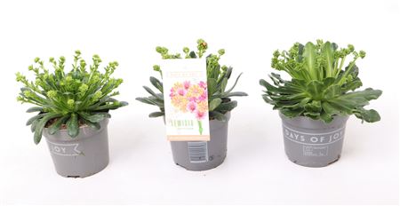 Lewisia Mountain Dreams Xl