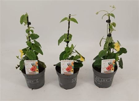 Thunbergia Alata Yellow Dark Eye
