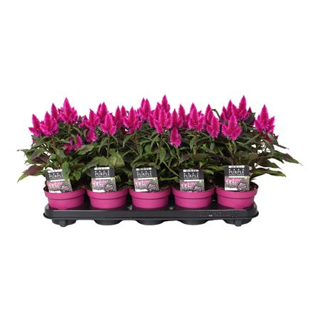 Celosia Deep Purple Caracas With Label