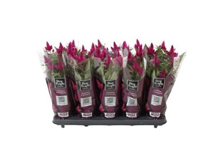 Celosia Deep Purple Caracas With Sleeve