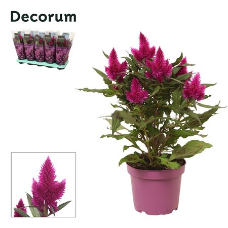 Celosia Deep Purple In Sleeve (decorum)