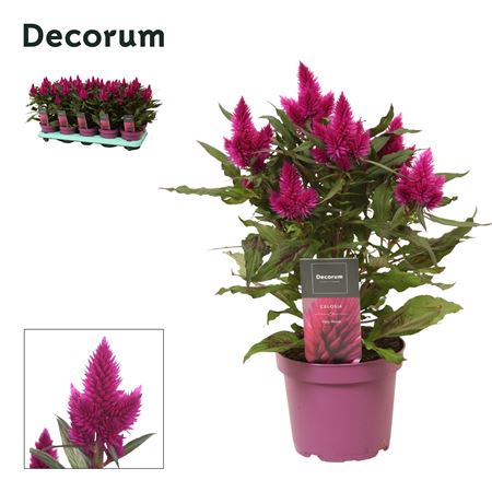 Celosia Deep Purple Label (decorum)