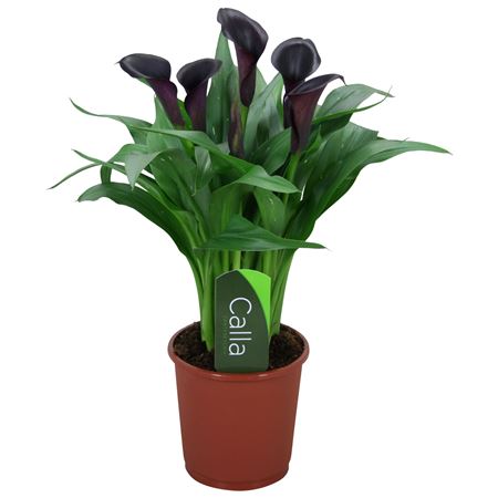 Zantedeschia Odessa Black 5+