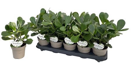 Clusia Rosea Variagata