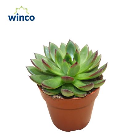 Echeveria Agavoides Belga