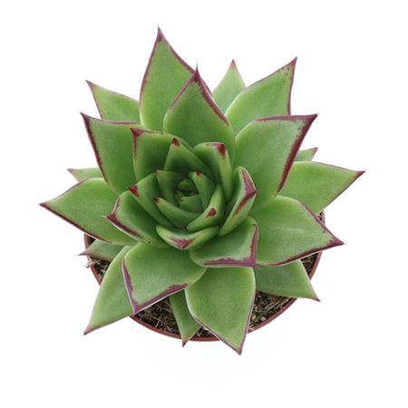 Echeveria Agavoides Ebony