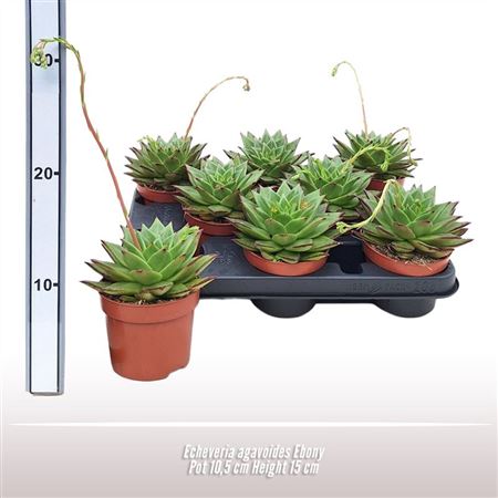 Echeveria Agavoides Ebony