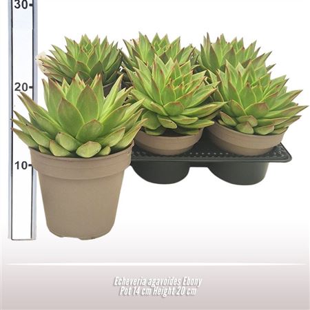 Echeveria Agavoides Ebony