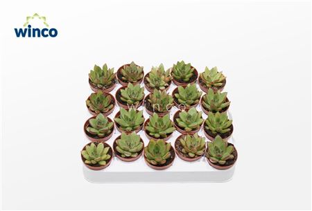 Echeveria Agavoides Belga