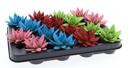 Echeveria Rainbow Mix