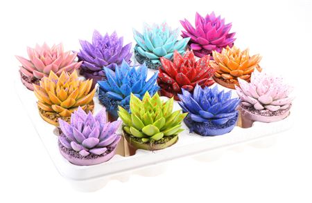 Echeveria Rainbow Sprinkle Mix