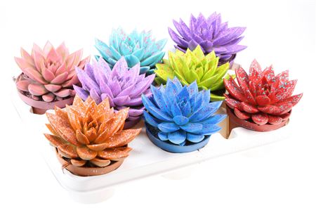 Echeveria Rainbow Sprinkle Mix
