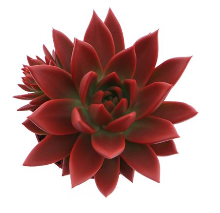 Echeveria Rainbow Red