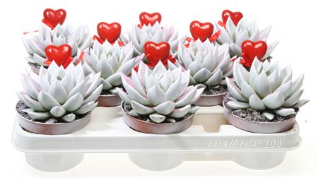 Echeveria Miranda Wit Roze Glitter + Hart
