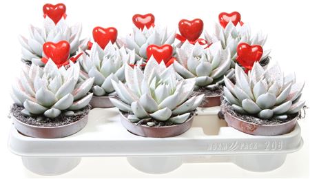 Echeveria Miranda Wit Rode Glitter + Hart
