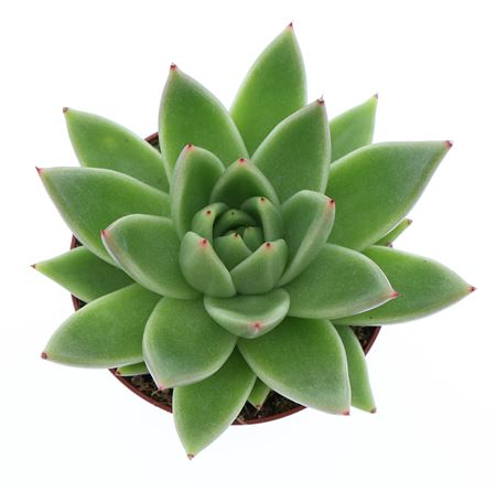 Echeveria Miranda