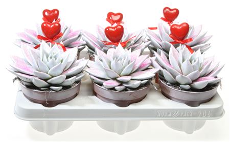 Echeveria Miranda Wit Roze Glitter + Hart