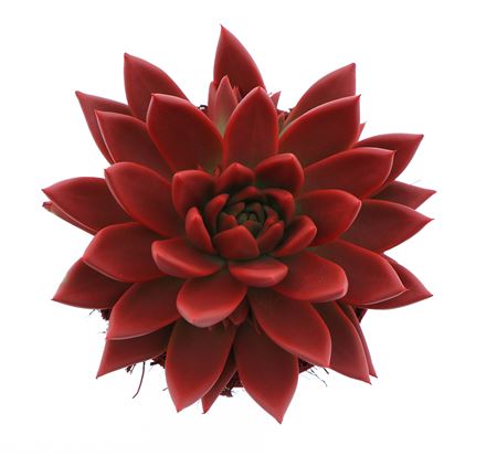 Echeveria Rainbow Red