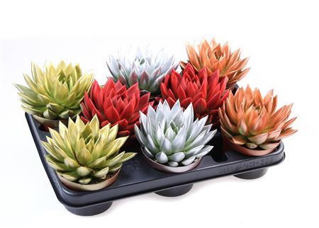 Echeveria Rainbow Kerstmix