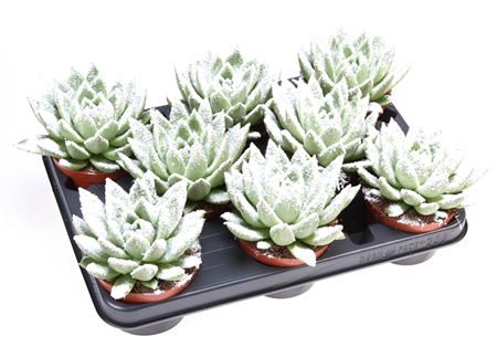 Echeveria Miranda Snow