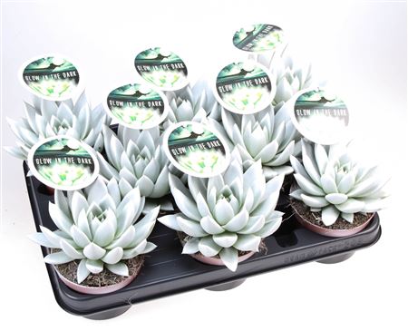 Echeveria Glow In The Dark + Etiket