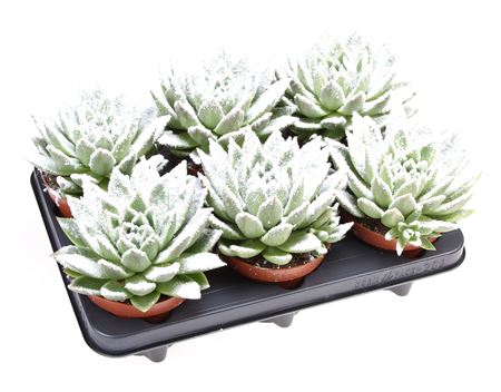 Echeveria Miranda Snow