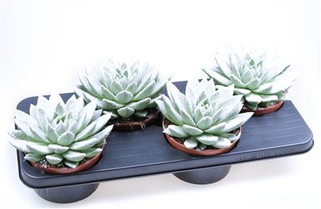 Echevieria Miranda + Bio Snow