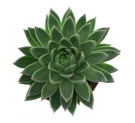 Echeveria Miranda