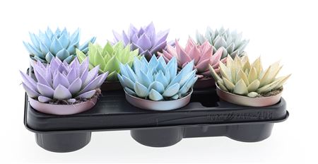 Echeveria Miranda White + Glitter