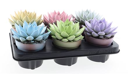 Echeveria Miranda White + Glitter