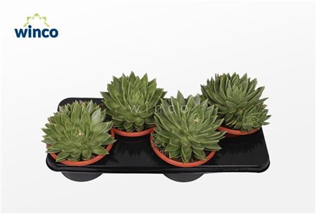 Echeveria Miranda