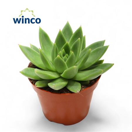 Echeveria Miranda