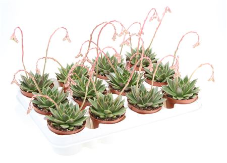 Echeveria Miranda + Flower