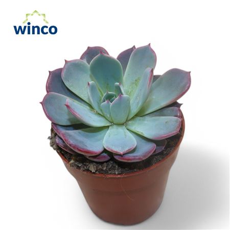 Echeveria Colorata