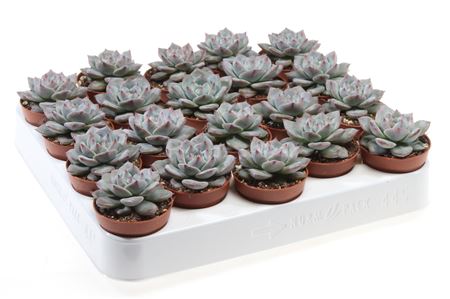 Echeveria Colorata